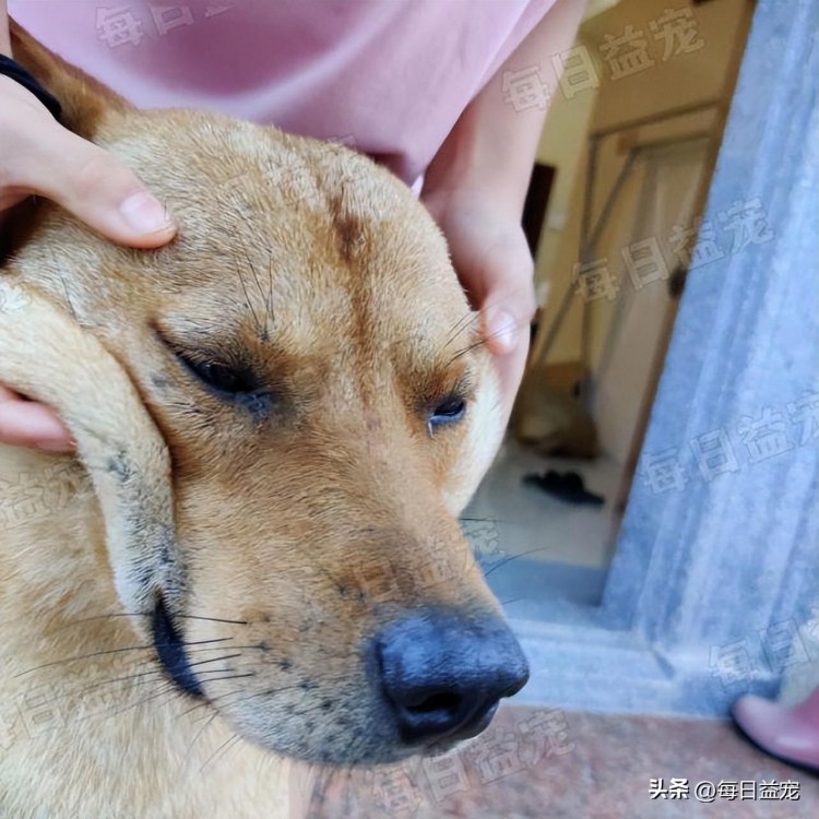 朋友来家里做客狗狗狂吠阻止开门竟帮助全家人逃过一劫