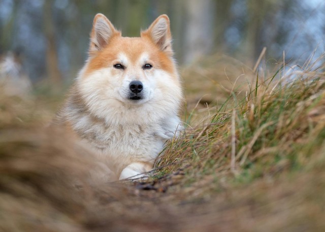 天才聪明的牧羊犬，究竟有哪些品种？它们的特点是什么？