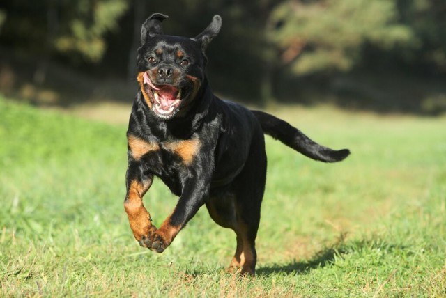 狼犬的后代战争英雄的犬种罗威纳犬的起源故事！